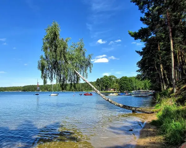 Malownicze jezioro Grabowskie z pochylonym drzewem nad wodą, łodziami i lasem w tle.