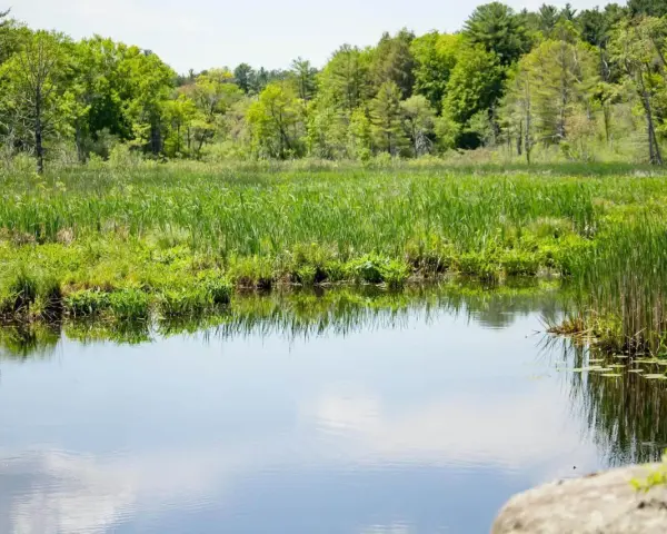 Spokojny staw bez pozwolenia, otoczony bujną zielenią. Wymiary tego naturalnego krajobrazu zachwycają.