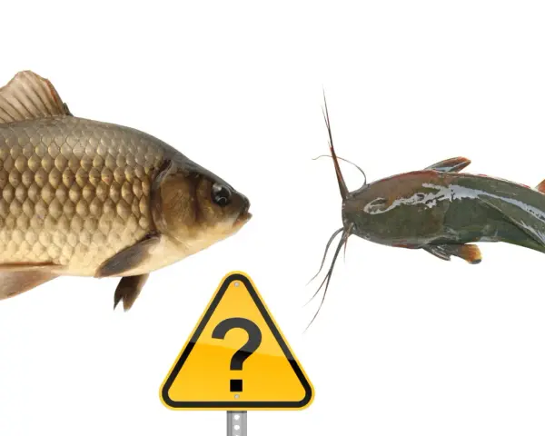 Karp i sum, dwa gatunki ryb, stoją naprzeciw siebie, a między nimi znak zapytania. Czy to leszcz morski?