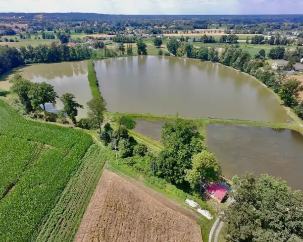 Widok z lotu ptaka na stawy rybne w Czechowicach-Dziedzicach, otoczone polami kukurydzy i lasem.