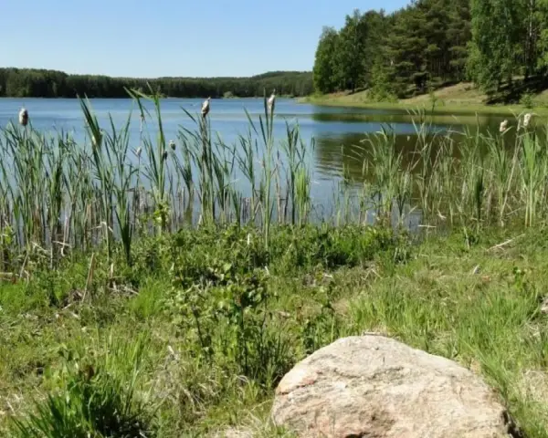Spokojne jezioro Czarne Niesiołowice otoczone trzcinami i lasem. Kamienie na brzegu.