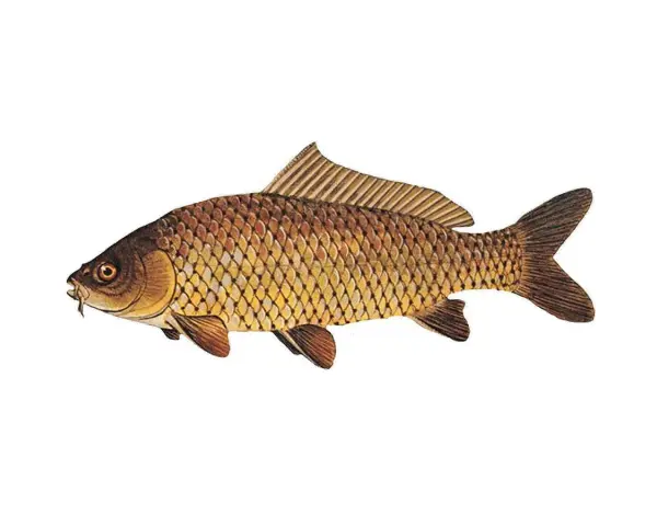 Taaaki karp, złocisty i łuskowaty, z wąsikami przy pyszczku, gotowy do wigilijnego stołu.