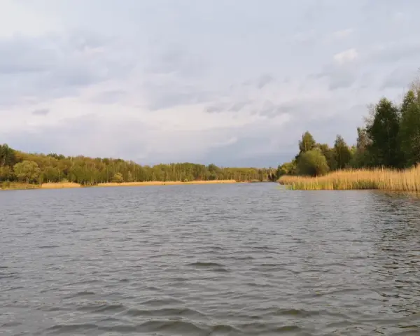 Spokojny staw Borki otoczony zielonym lasem i wysoką trzciną.