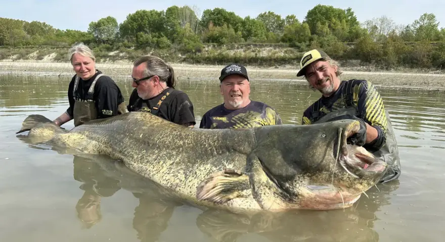 Czterech wędkarzy z gigantycznym sumem, którego waga to sum 300 kg. Ryba jest ogromna, z szeroko otwartą paszczą.