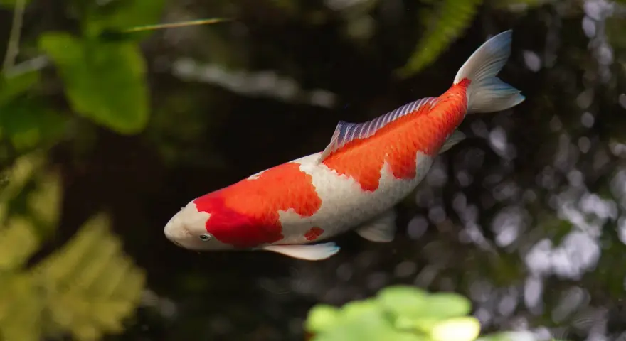 Pomarańczowo-biały karp koi, być może najstarszy karp koi, pływa w stawie wśród zieleni.