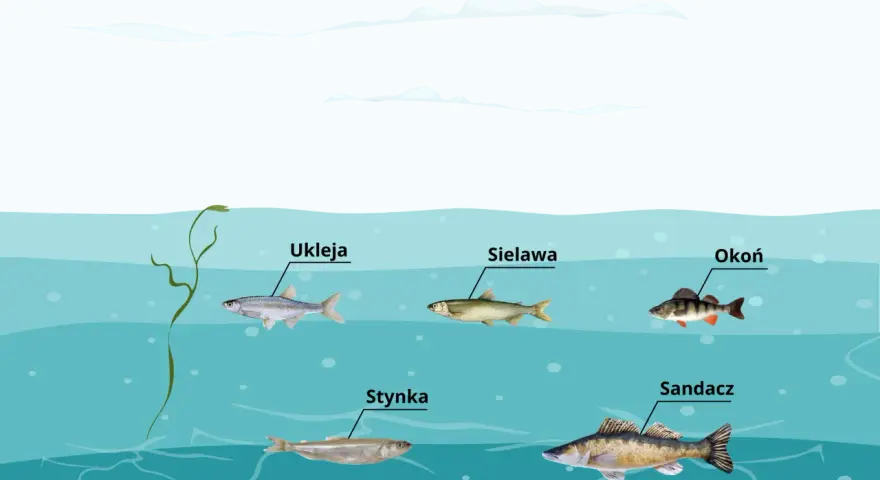Różne gatunki ryb, jak ukleja, sieława, okoń, stynka i sandacz, pływają w wodach jeziora gackiego.