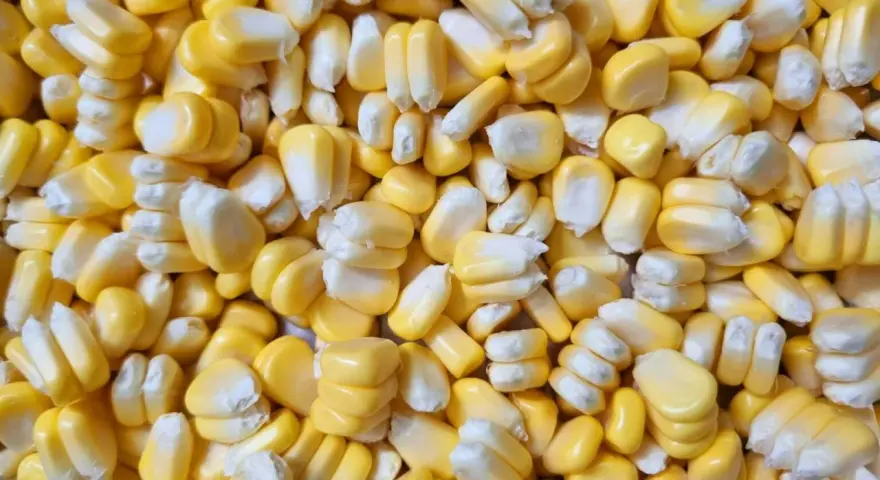Zbliżenie na ziarna kukurydzy, idealne do przygotowania fermentowanej kukurydzy. Przepis na domową fermentację.