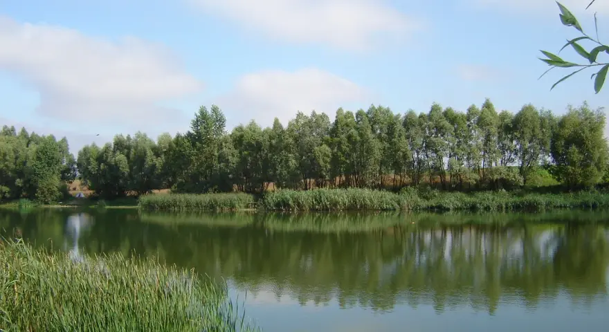 Spokojne łowisko Krzekotowo z zieloną linią drzew i trzcin, odbijających się w tafli wody.