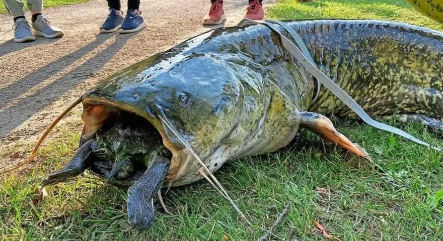 Gigantyczny sum z otwartym pyskiem, w którym widać żółwia. To był prawdziwy atak suma na nieostrożnego gada.