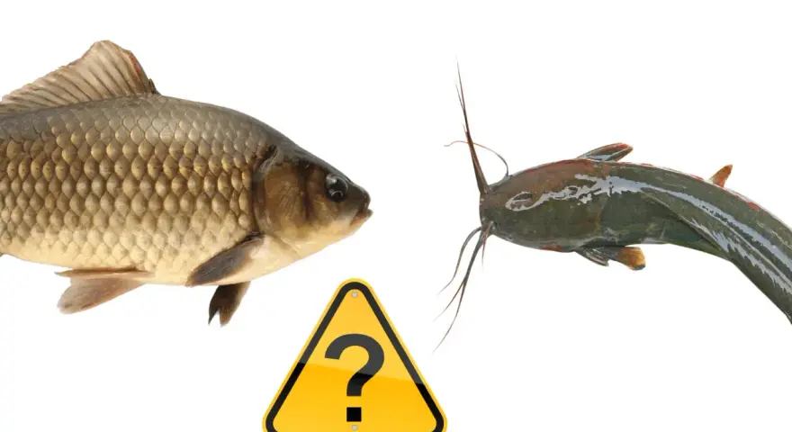 Karp i sum, dwa gatunki ryb, stoją naprzeciw siebie, a między nimi znak zapytania. Czy to leszcz morski?