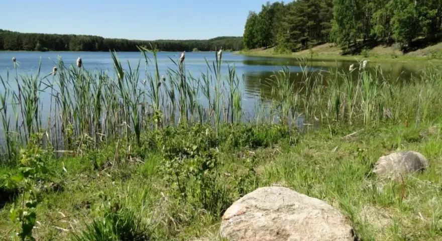 Spokojne jezioro Czarne Niesiołowice otoczone trzcinami i lasem. Kamienie na brzegu.