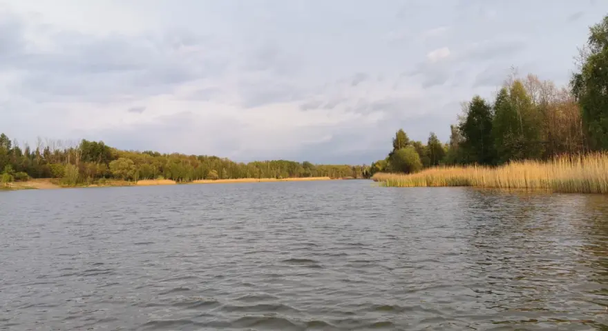 Spokojny staw Borki otoczony zielonym lasem i wysoką trzciną.