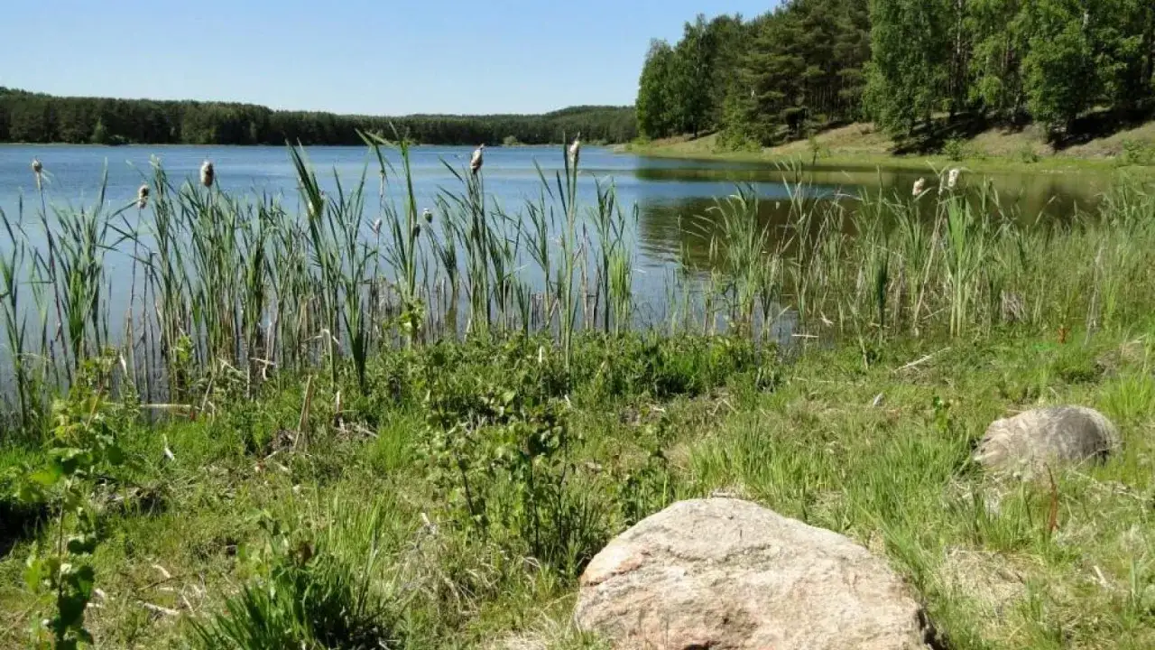 Spokojne jezioro Czarne Niesiołowice otoczone trzcinami i lasem. Kamienie na brzegu.