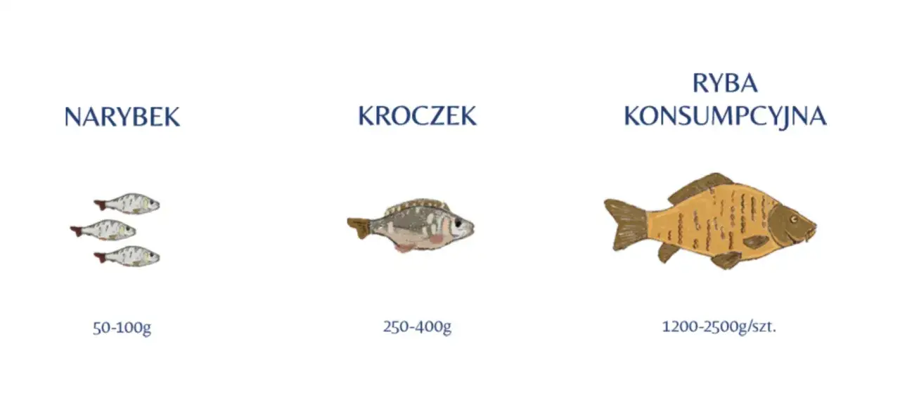 Narybek, kroczek i taaaki karp konsumpcyjny o wadze 1200-2500g/szt.
