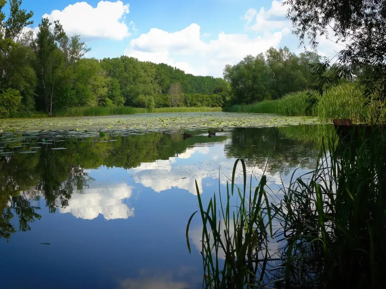 Spokojne jezioro powsinkowskie z liliami wodnymi, odbijającymi się chmurami i drzewami. Dwie kaczki pływają po wodzie.