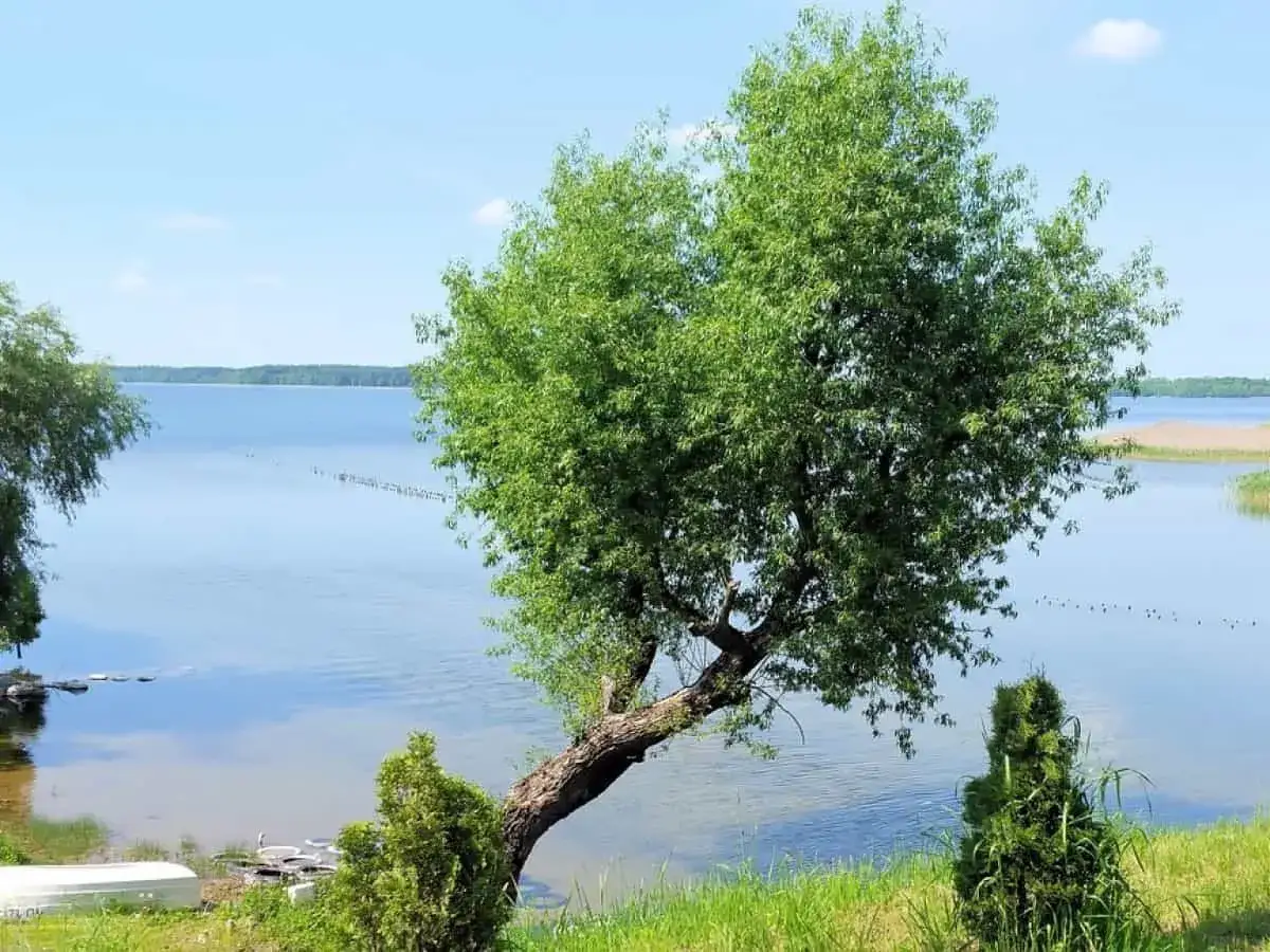 Wypływa z jeziora roślina o bujnych liściach, pochylona nad wodą. W tle spokojne jezioro i błękitne niebo.