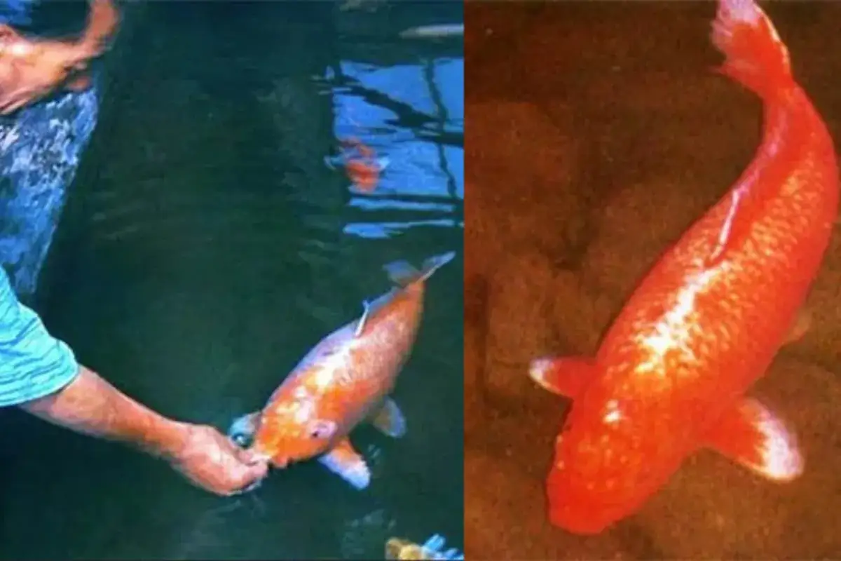 Pomarańczowy karp koi, być może najstarszy, jest karmiony z ręki. Drugie zdjęcie pokazuje jego piękny, pomarańczowy kolor.
