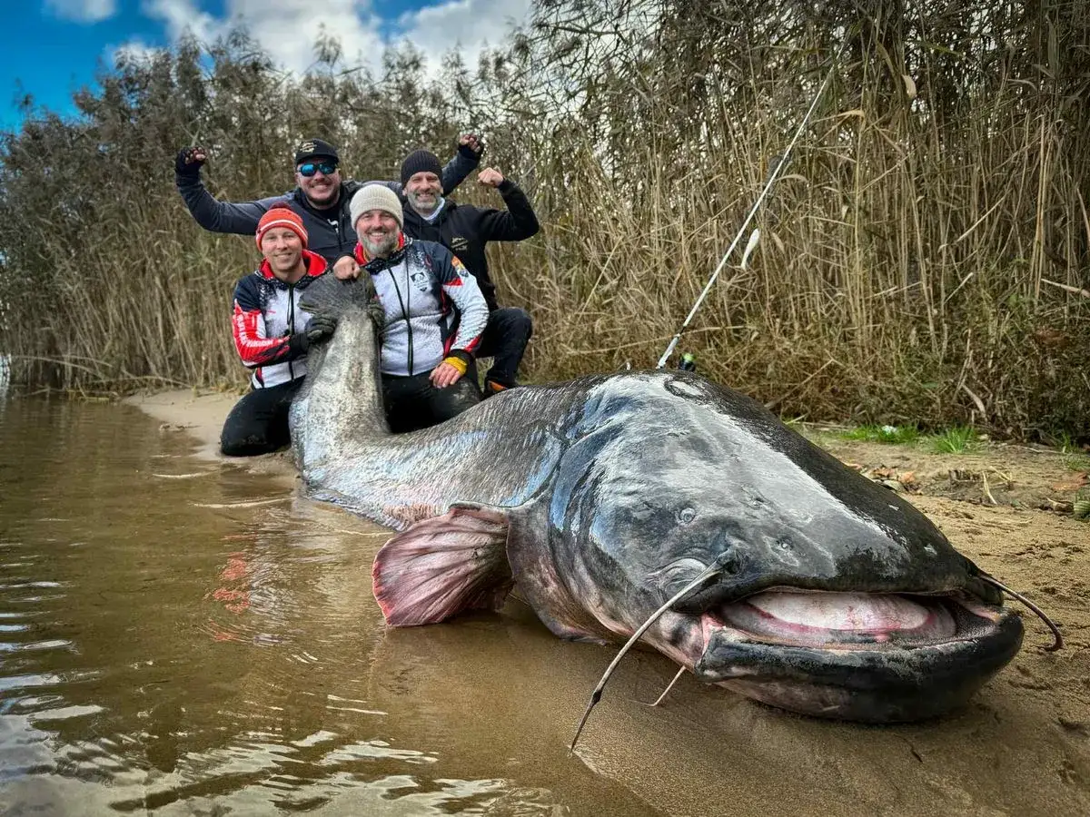 Czterech wędkarzy z gigantycznym sumem, kt&oacute;rego waga to sum 300 kg. Ryba leży na brzegu, a za nią wysokie trzciny.