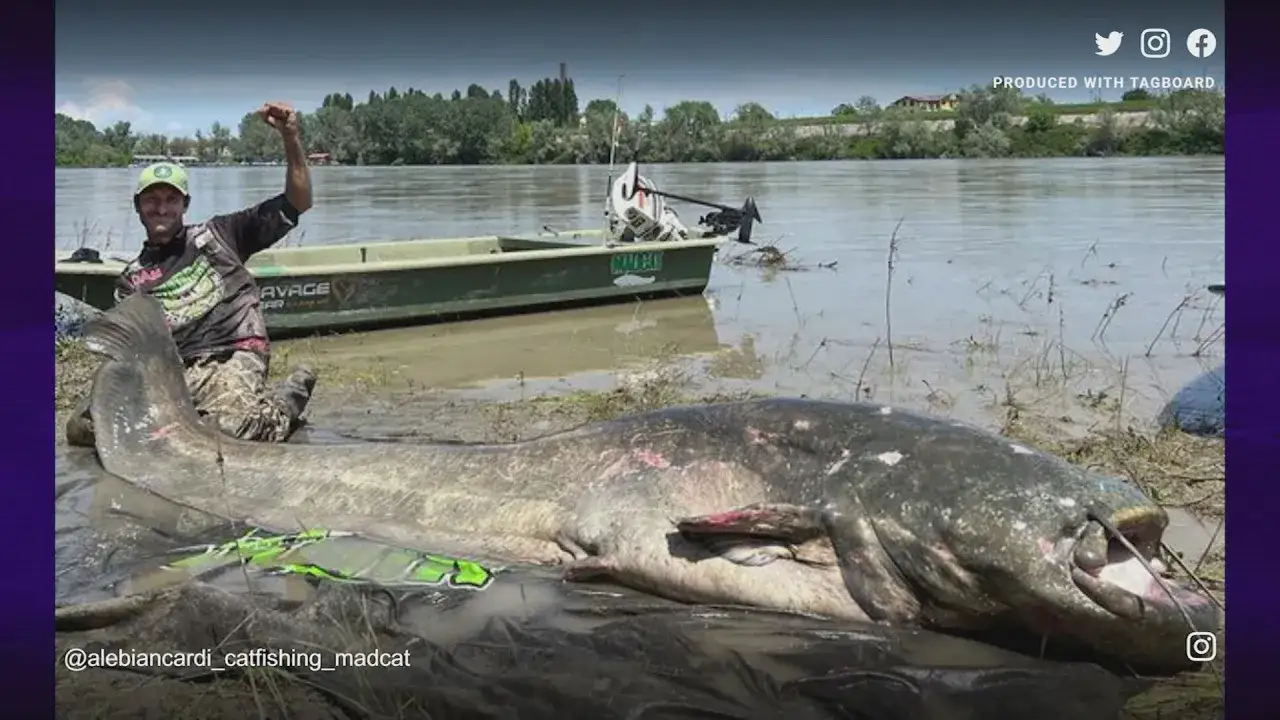 Wędkarz z dumą prezentuje gigantycznego suma, który ważył sum 100 kg. Ryba leży na brzegu rzeki obok łodzi.
