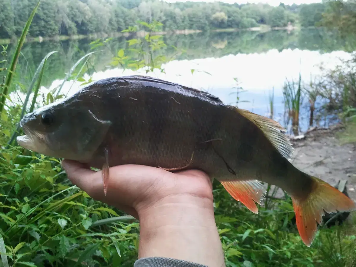 Okoń złowiony w okresie ochronnym, z pomarańczową płetwą ogonową, na tle jeziora i lasu.